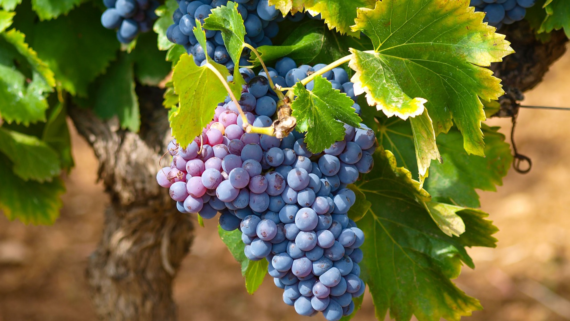 Apprendre le vin : que savoir sur les cépages ?