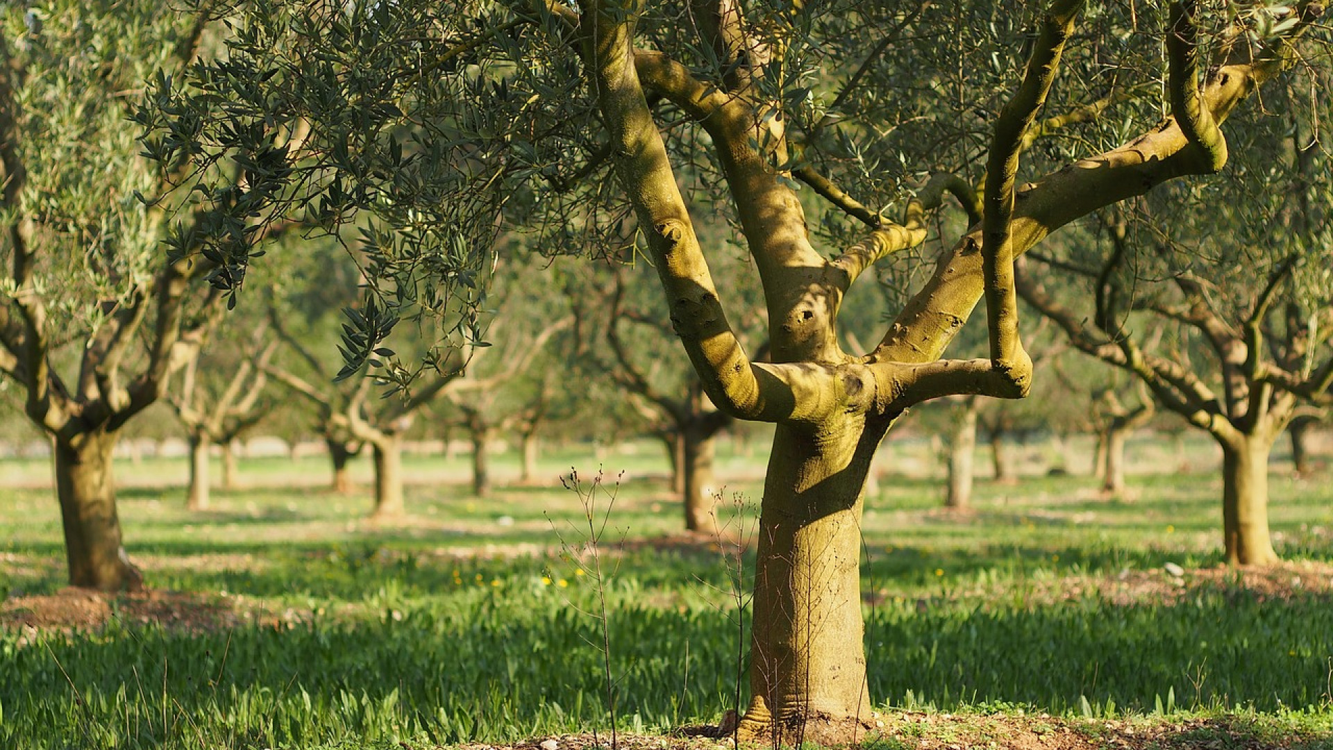 Pourquoi s’allier avec une jardinerie ?