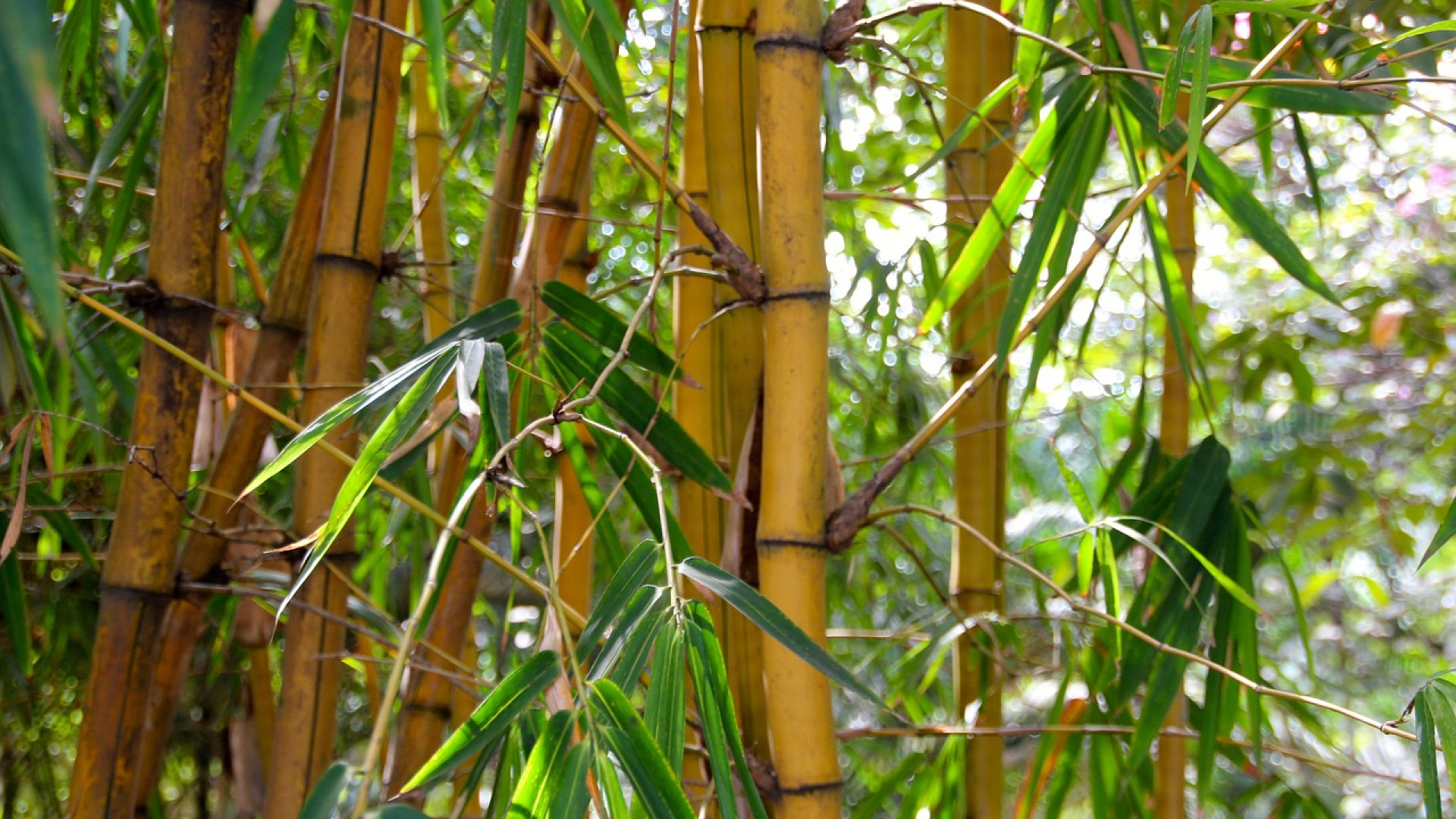 Comment faire pousser des bambous ?