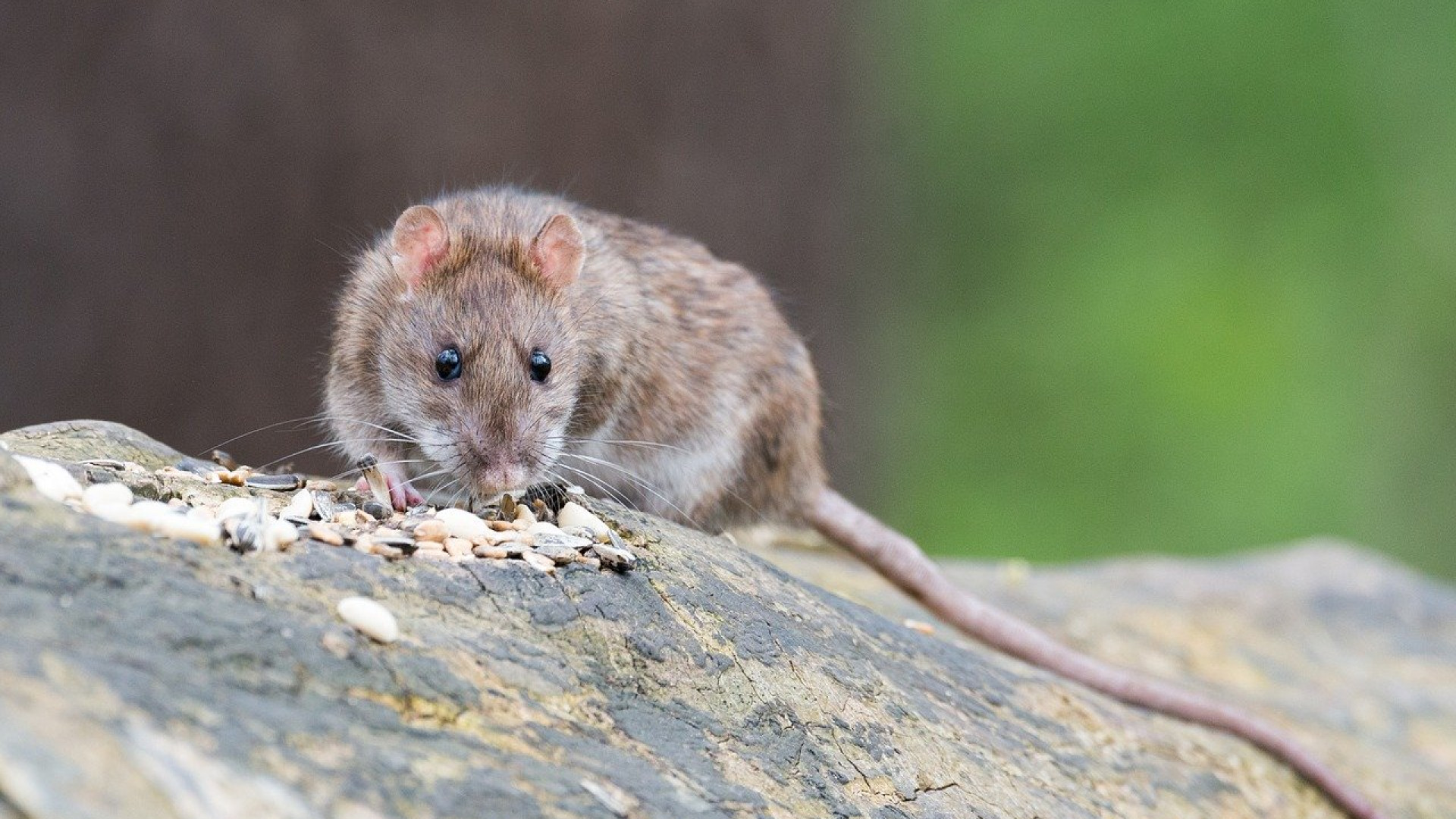 Rats dans le jardin : les méthodes efficaces pour les éliminer