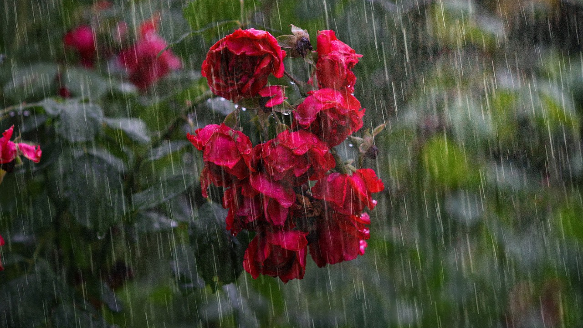 Récupérer l'eau de pluie : les méthodes efficaces