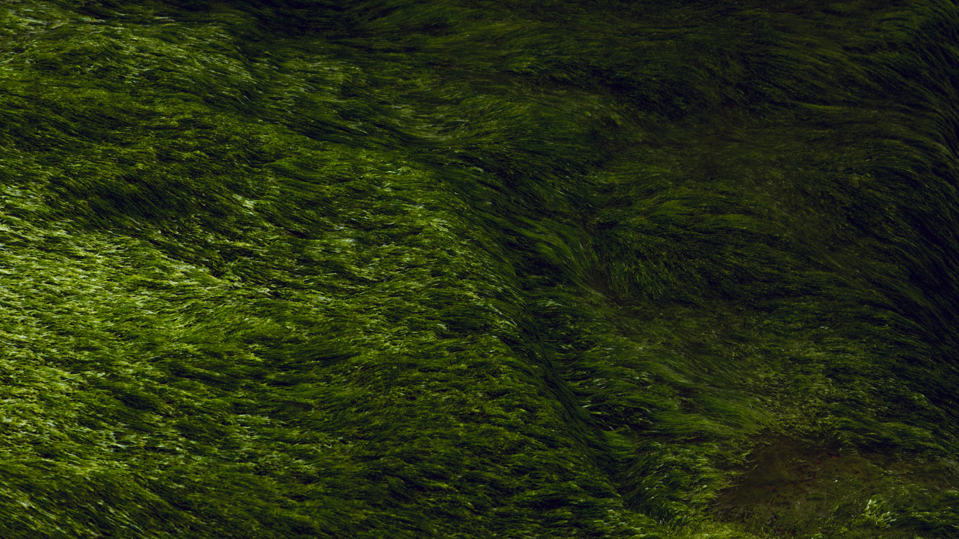 Éliminer les algues filamenteuses dans vos étangs : conseils et solutions